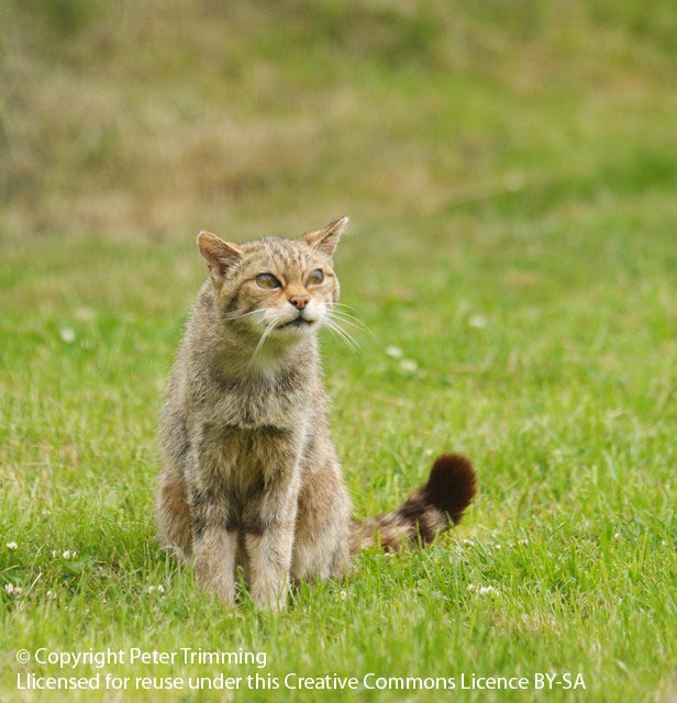 Gatto con problemi urinari